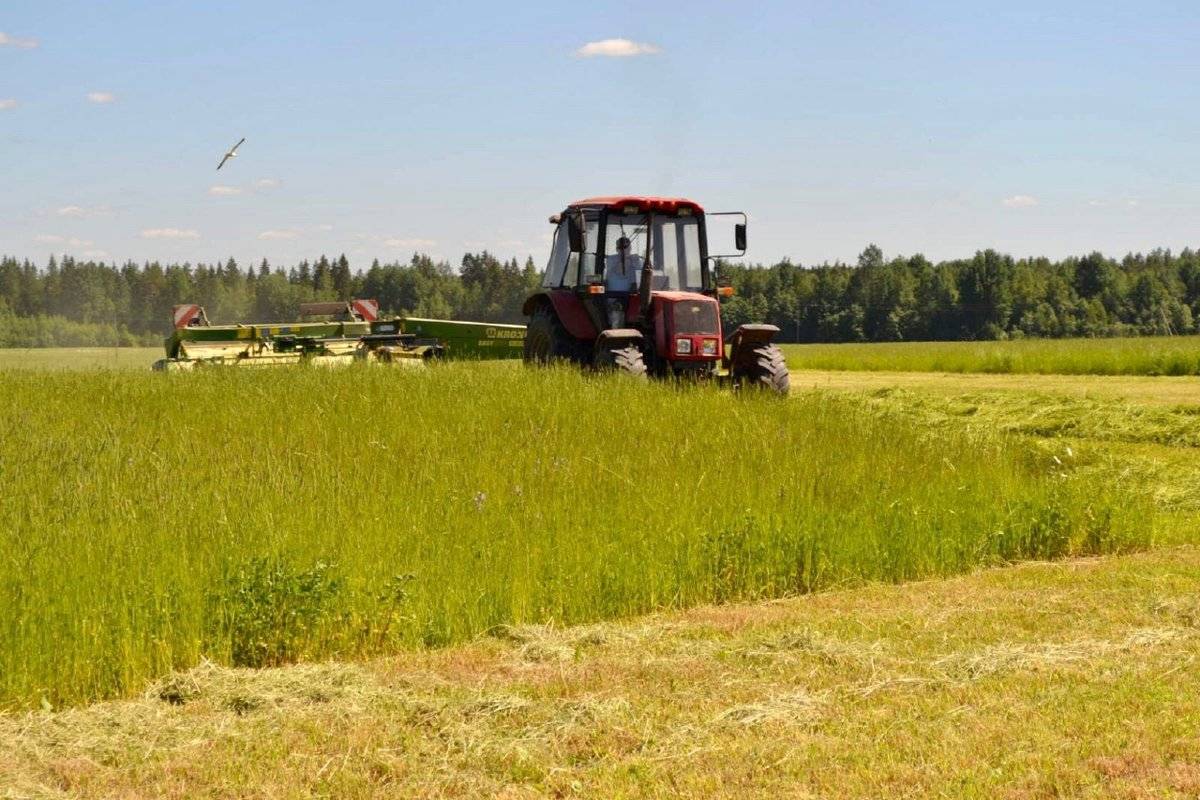 На одну условную голову скота в Новгородской области заготовили пока 10,8 центнеров кормовых единиц – 50,4% от плана.