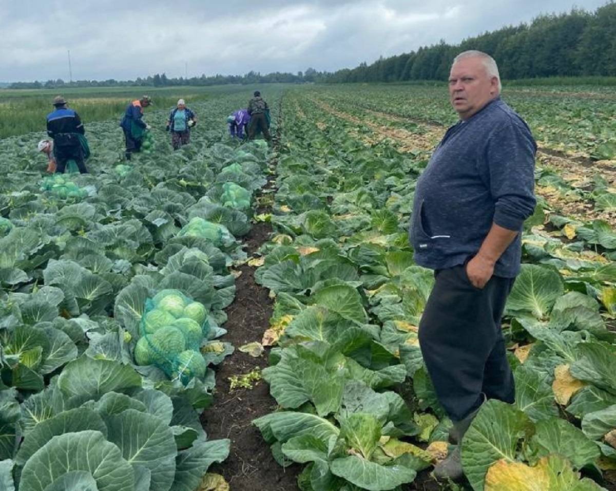 Для выращивания овощей и картофеля Сергей Яковлев взял в аренду участок в 50 гектаров.