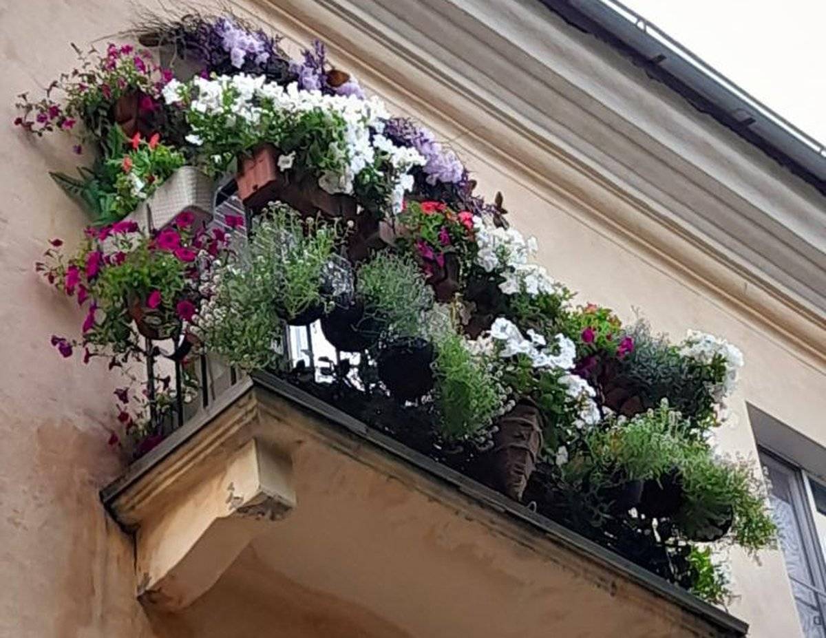 Самые цветущие балконы обнаружили на доме №15 на Ильиной улице, доме №5/2 на Великой улице и на доме №33 на Большой Санкт-Петербургской улице.