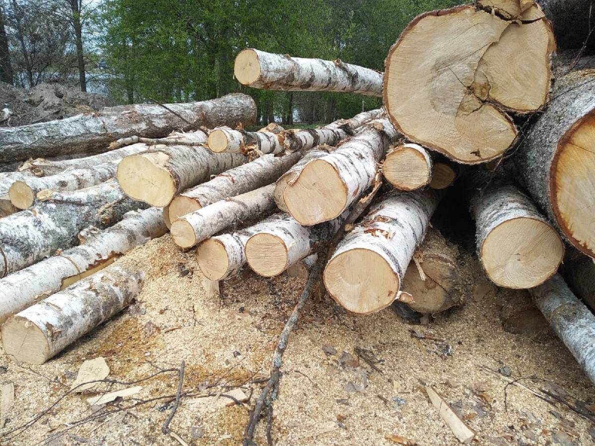 Незаконно вырублено 27 деревьев породы берёза, ель, ольха, осина.