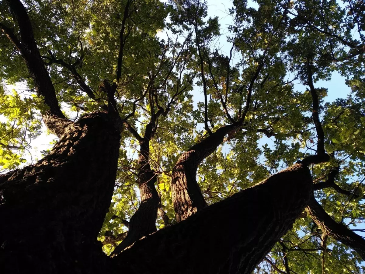 В конце сентября планируется выезд с волонтёрами в лес для посадки деревьев.