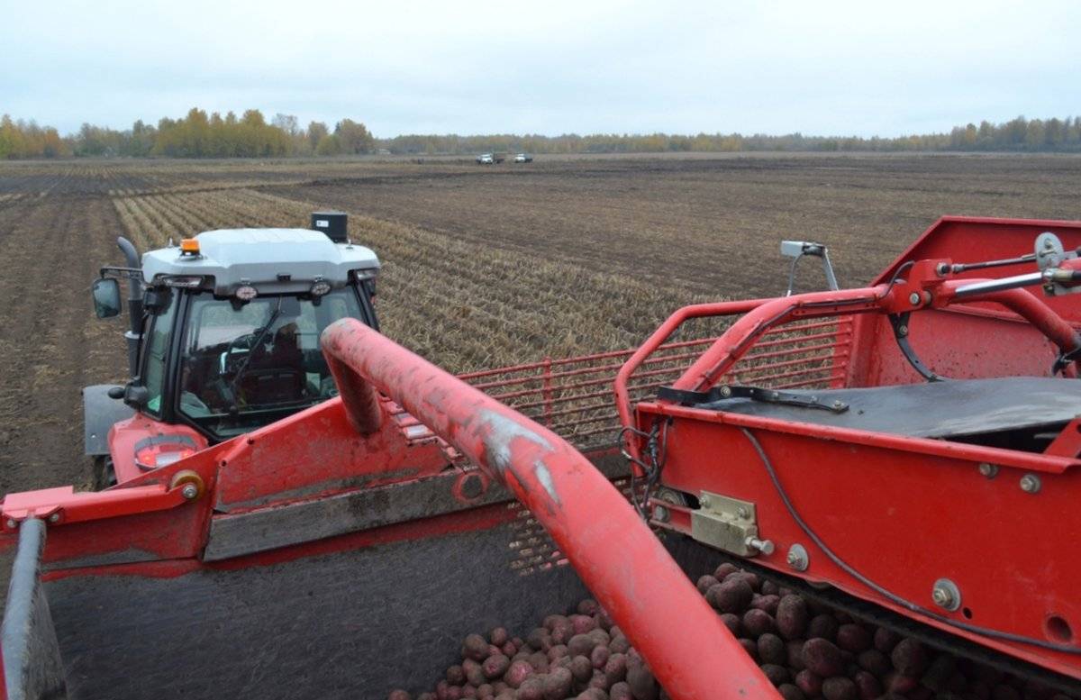 Валовой объём собранного картофеля и овощей на 2% выше уровня прошлого года.