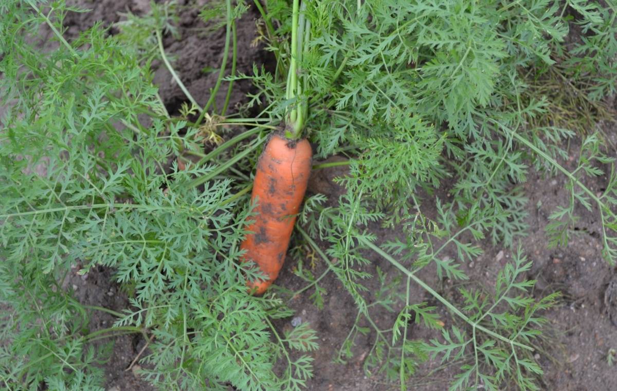 В моркови шимского фермера нашли превышение содержания нитратов.