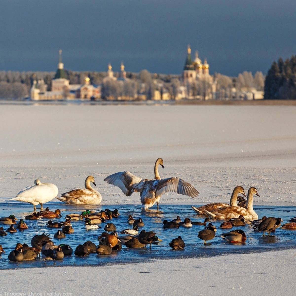 Валдайское озеро стало домом для уток, нырков, лысух и лебедей.