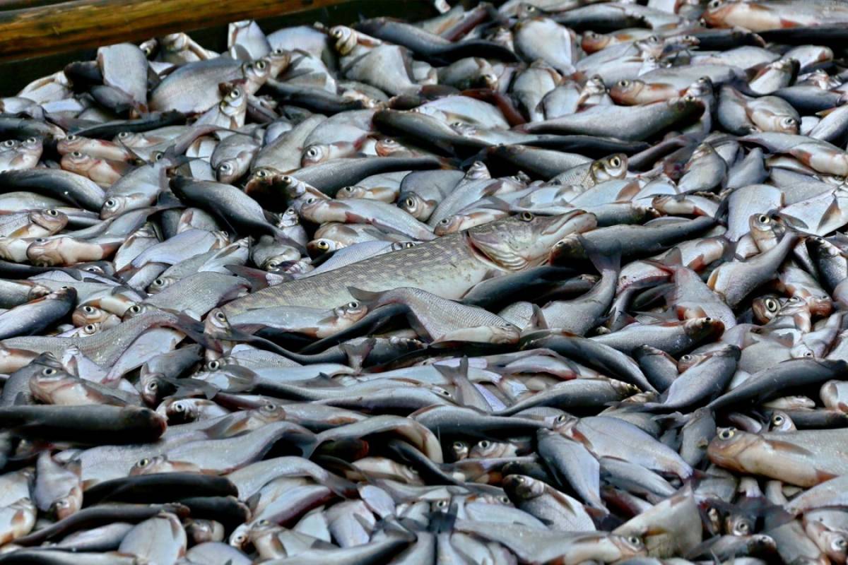 Ильменскую рыбу можно будет купить по ценам на уровне себестоимости.