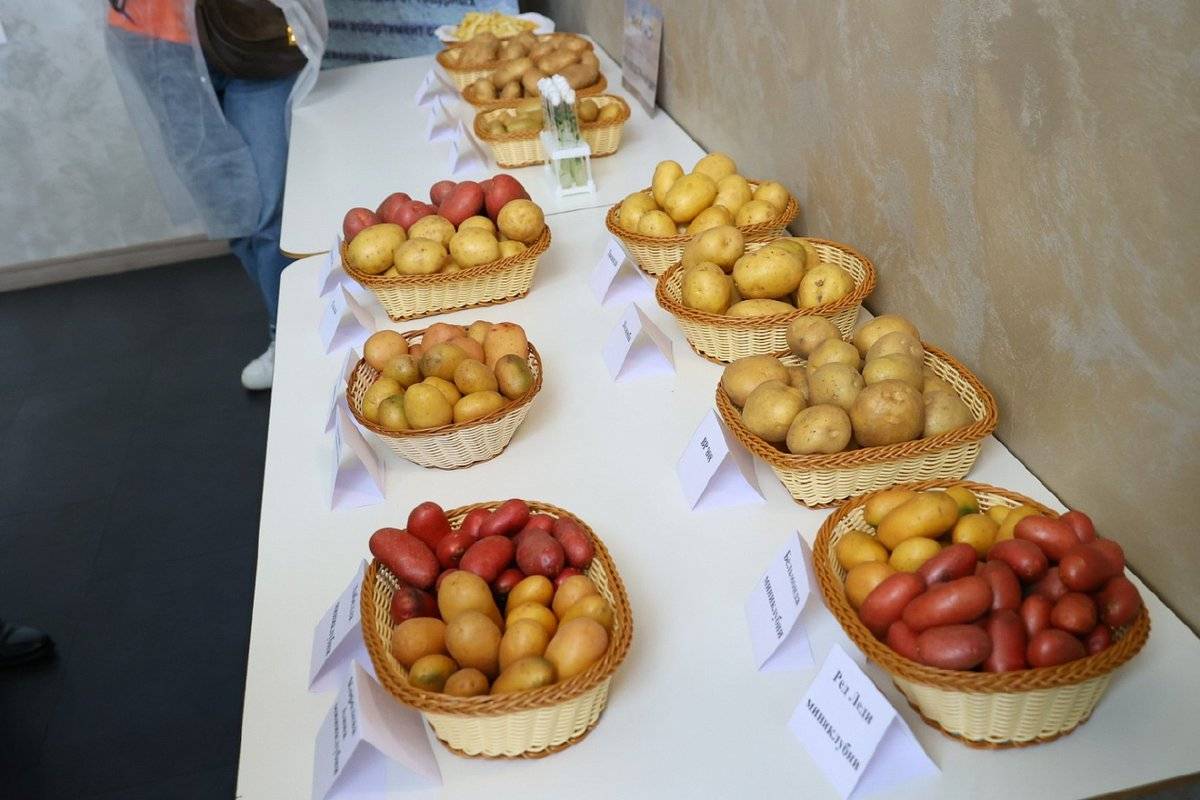 В 2023 году в хозяйстве Дениса Павлюка произвели более 7,9 тысячи тонн семенного картофеля.