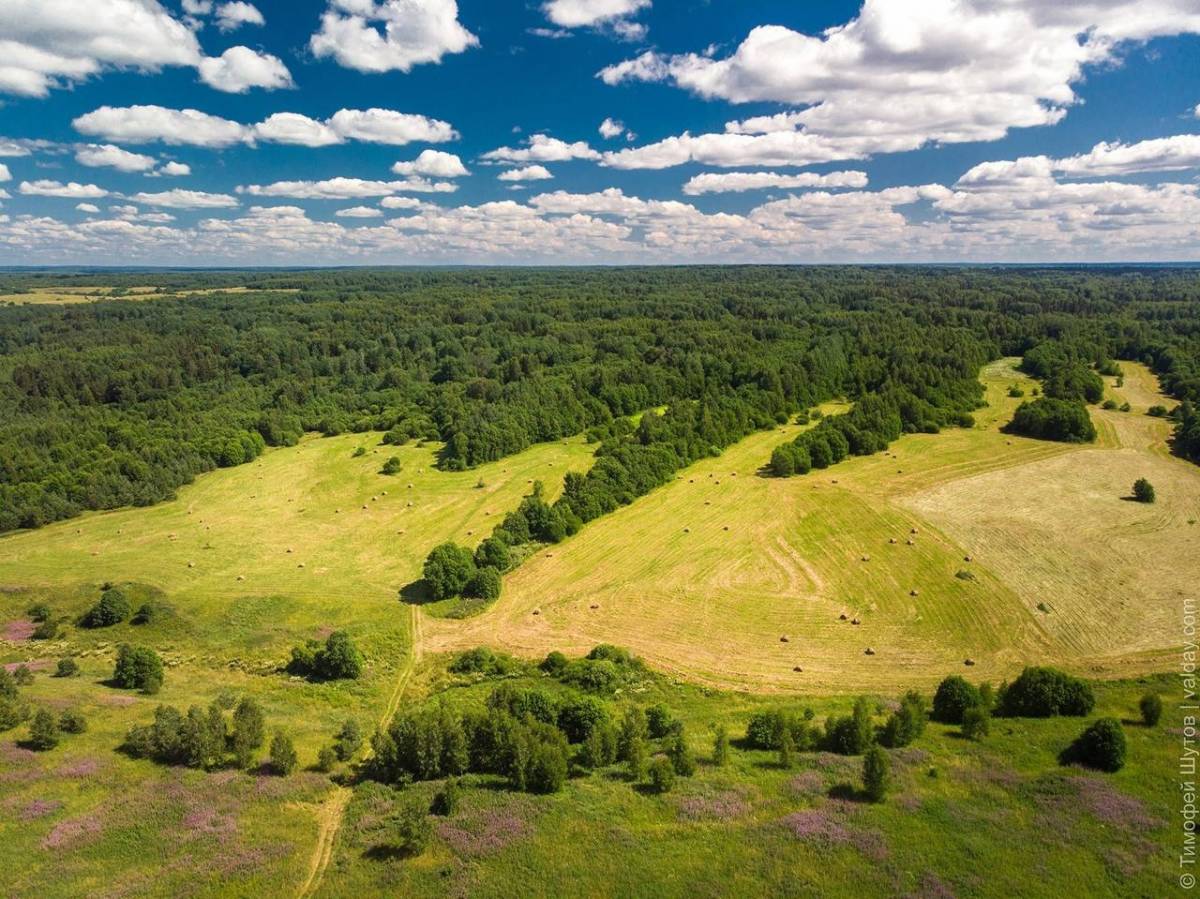 В 2025 году в Новгородской области планируют засадить саженцами дуба первые 10-15 гектаров.