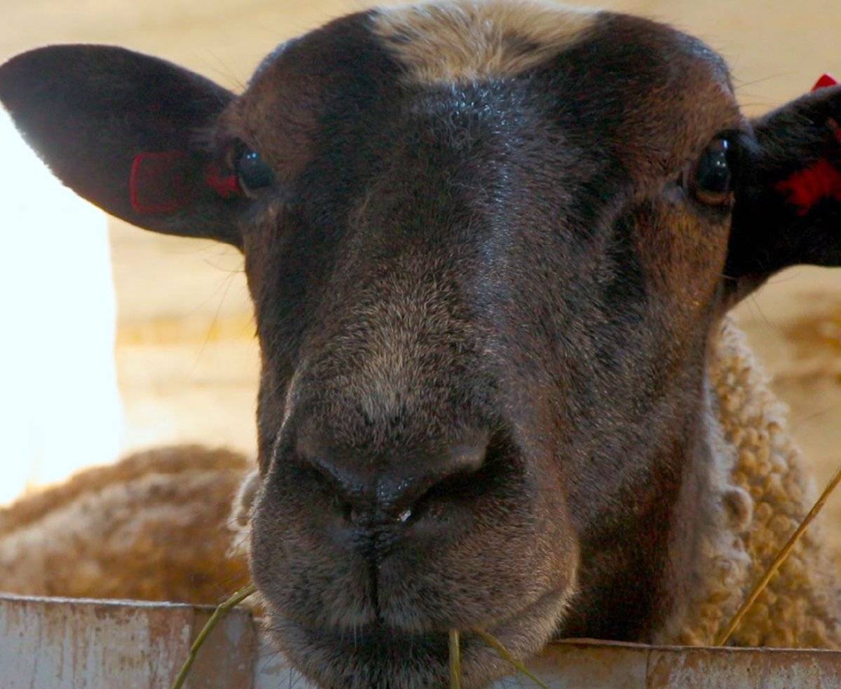 «Нова Русса» работает с 2016 года. В хозяйстве создали овце- и птицеферму.