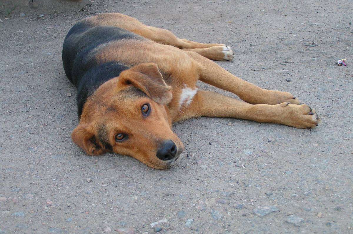 На территории Центрального рынка 80-летнюю пенсионерку укусила бездомная собака.