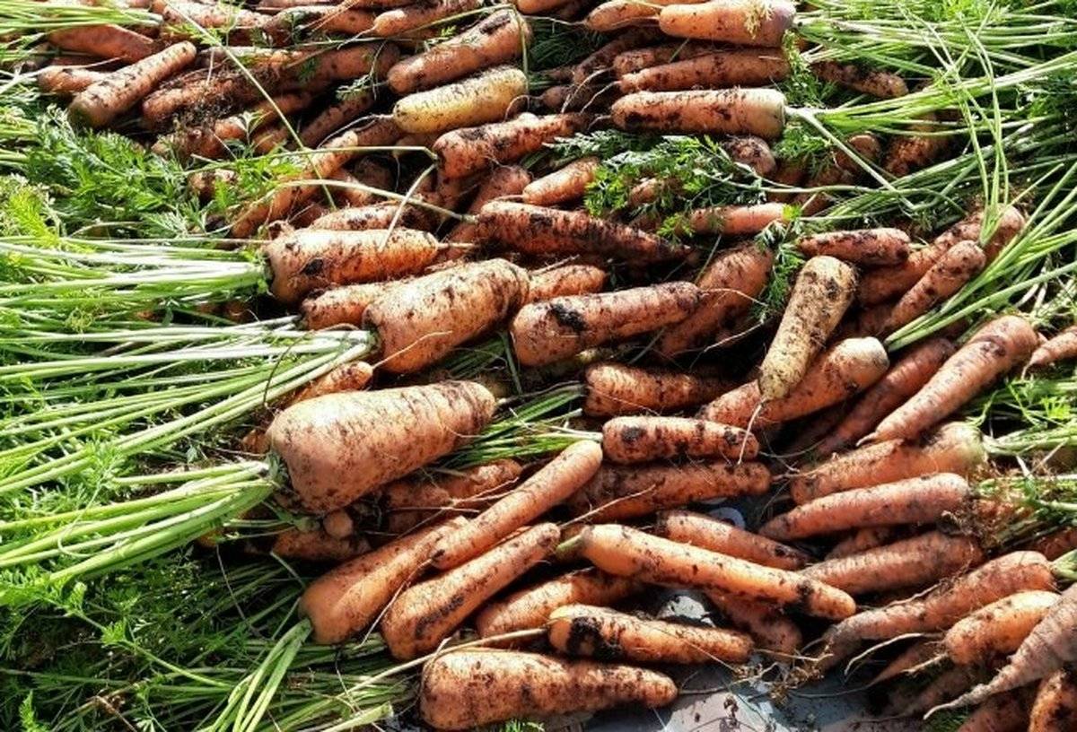 Больше всего моркови вырастили сельхозпроизводители Новгородского и Шимского районов.
