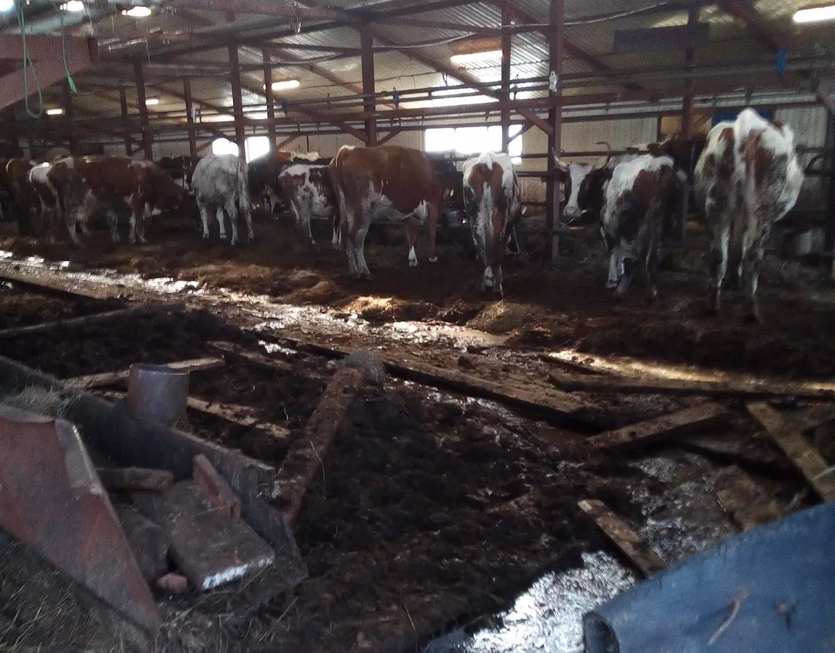 На ферме крупный рогатый скот содержали вместе с курицами в помещении для телят.
