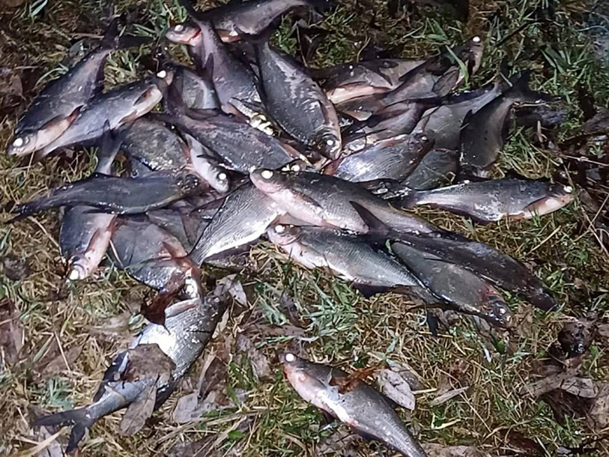 В Новгородском районе поймали браконьера с 50 килограммами рыбы