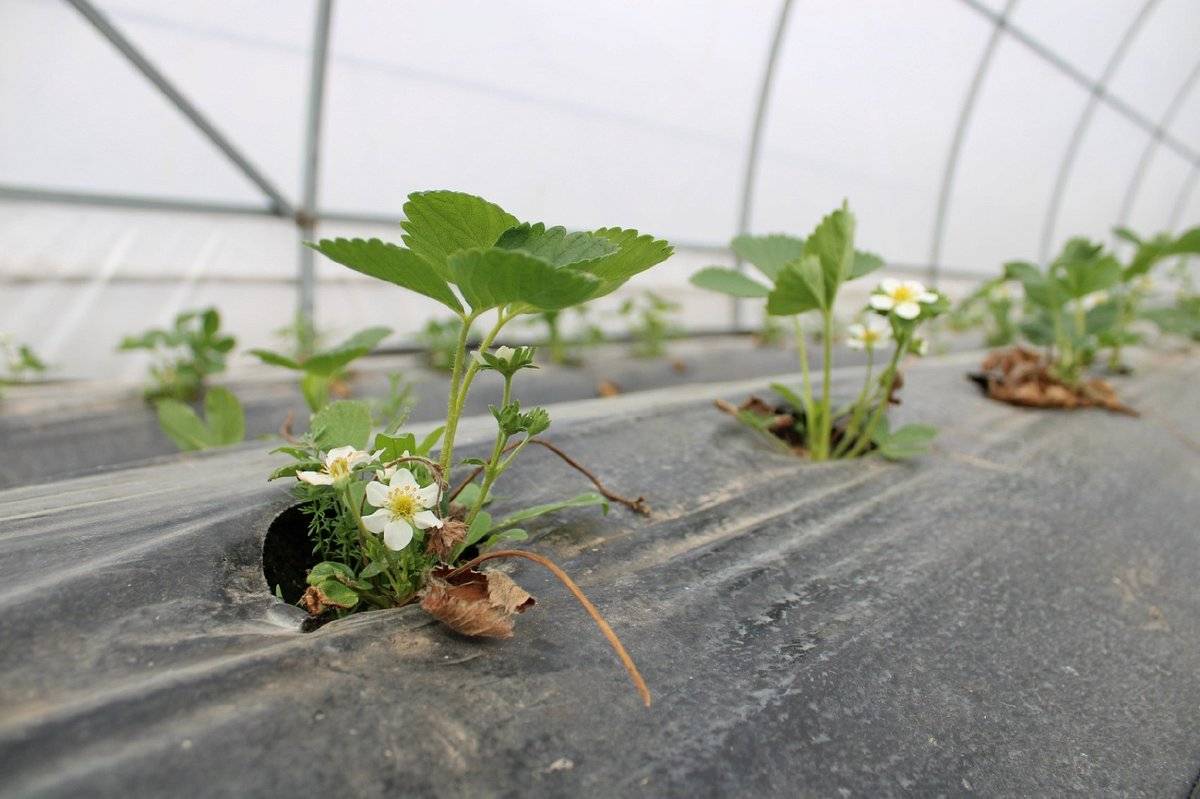 Первый урожай клубники в Новгородской области ожидают в начале июня