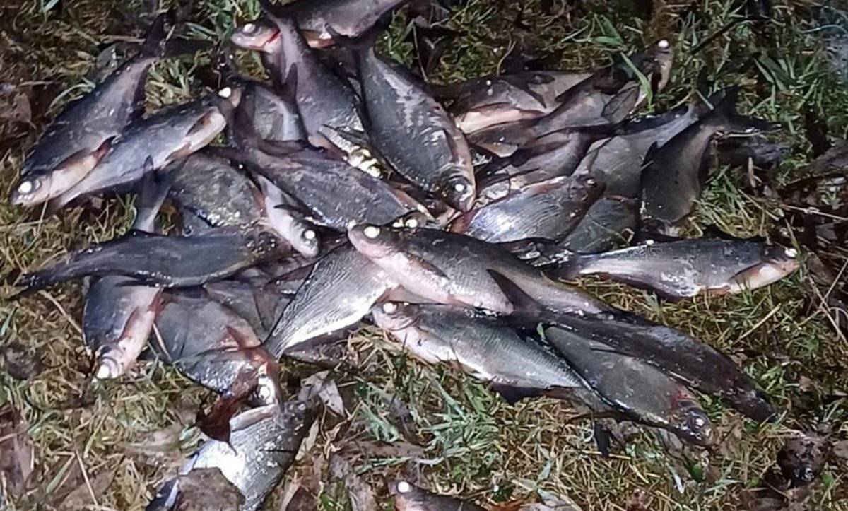 Житель деревни Сергово Новгородского района использовал сети, поймав более 50 кг рыбы.