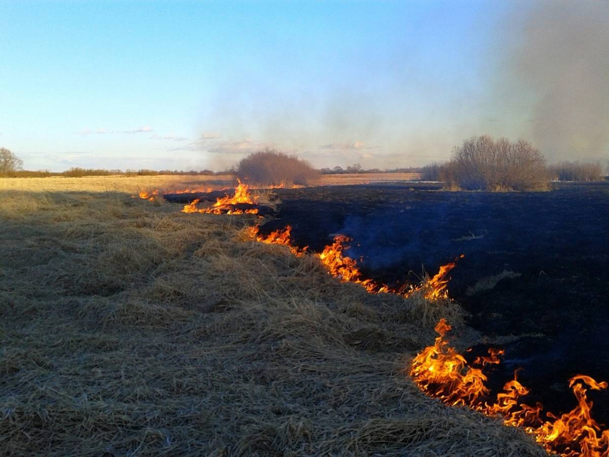 С 26 марта в Новгородской области установлен пожароопасный сезон.