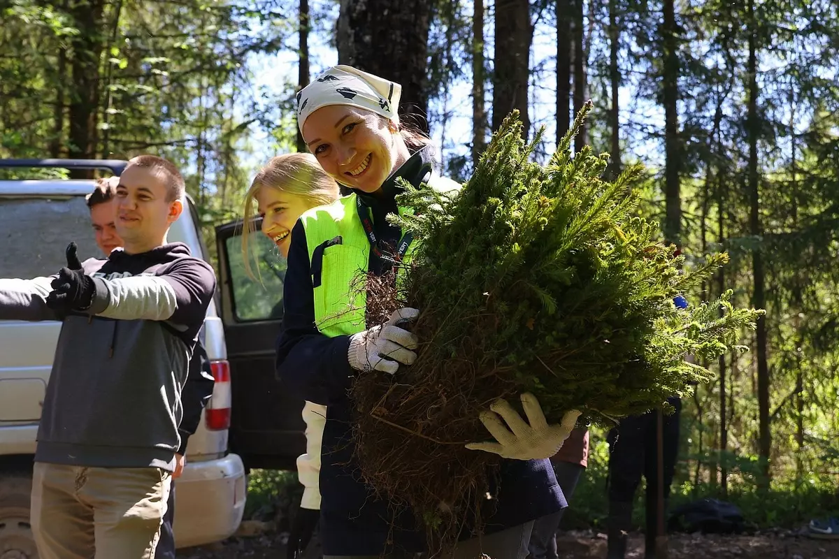 В этом году в Новгородской области планируют посадить более 9 млн деревьев хвойных пород.