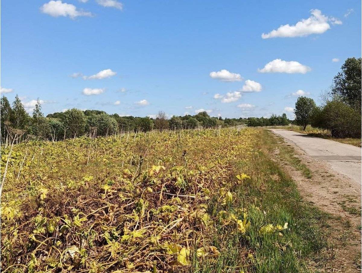 В 2024 году в Новгородской области уже провели обработку более 350 га земли, заросшей борщевиком.