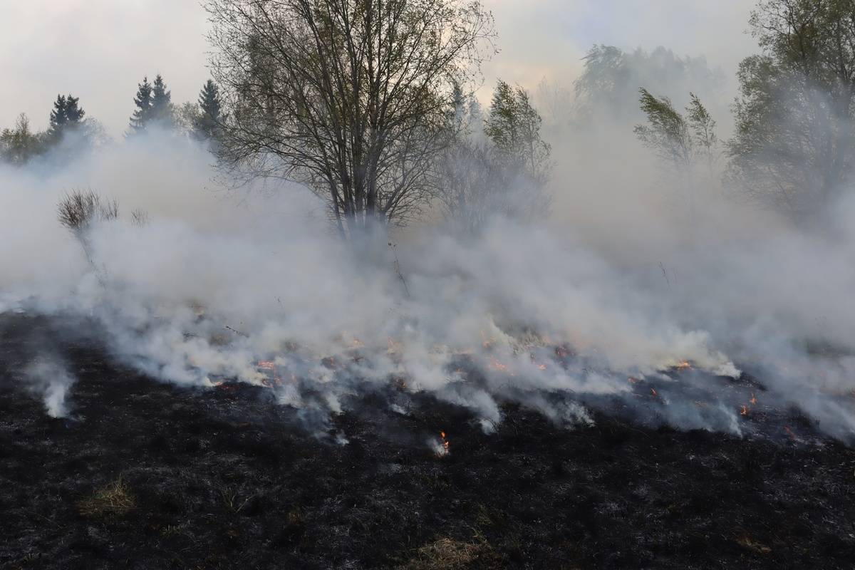 Место пожара находится в 2,5 км от деревни Замошье, в 500 метрах от автодороги.