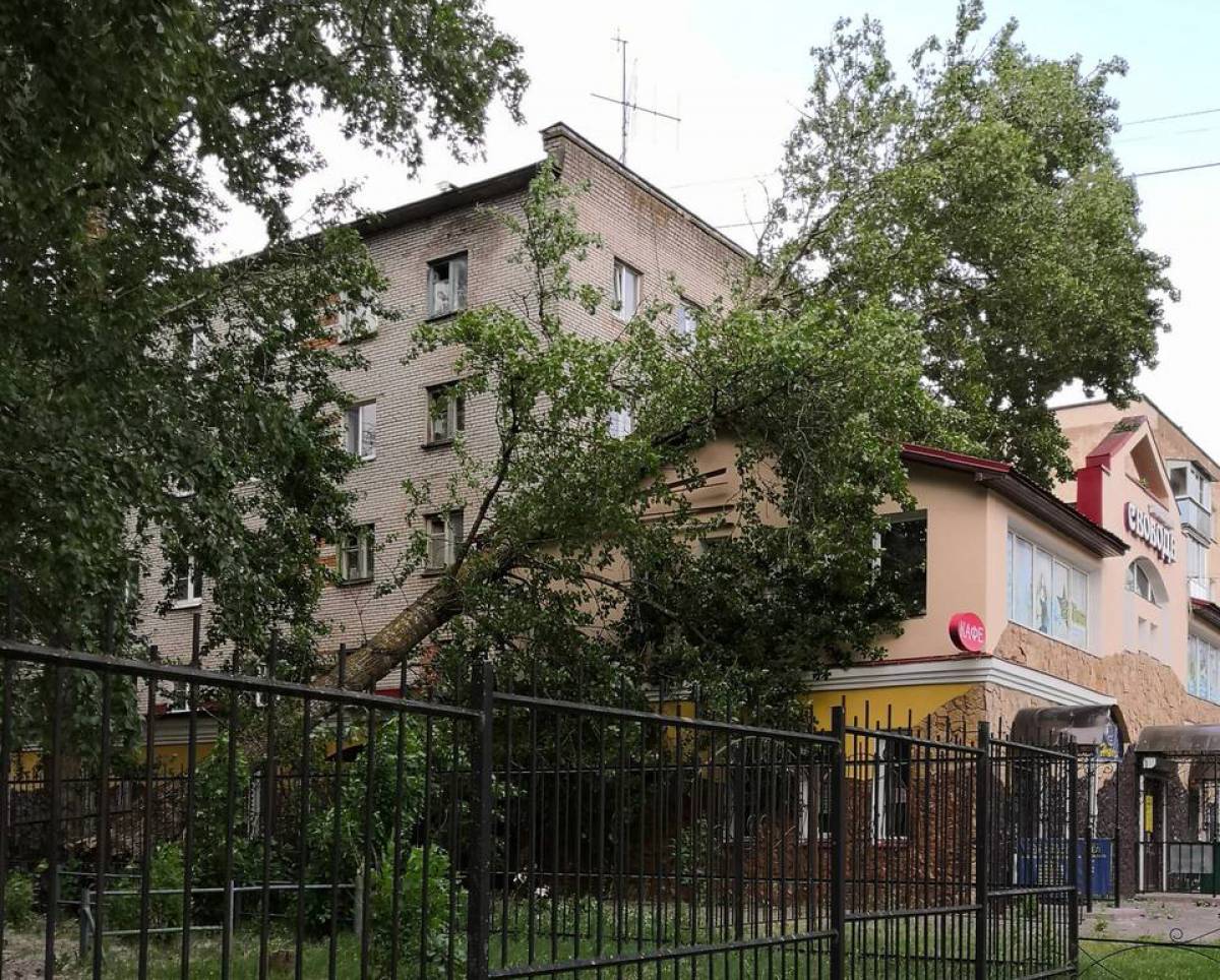 На улице Свободы дерево с территории школы упало на крышу магазина.