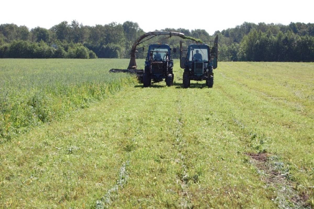 Заготовку сена и сенажа начали в Батецком, Шимском районах и Крестецком округе.