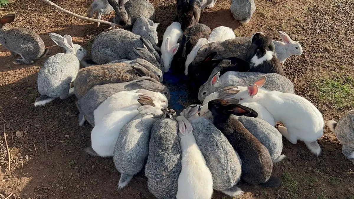 В КФХ запущен единственный в России проект по вольерному содержанию кроликов. Кролики выращиваются в вольере по органическим стандартам.
