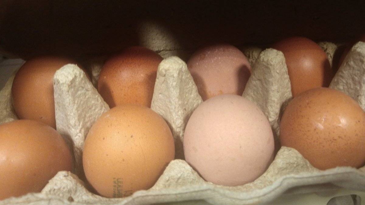 Рост поставок из-за рубежа увеличил предложение яиц и куриного мяса в стране, в результате темпы прироста цен на эти продукты снизились.