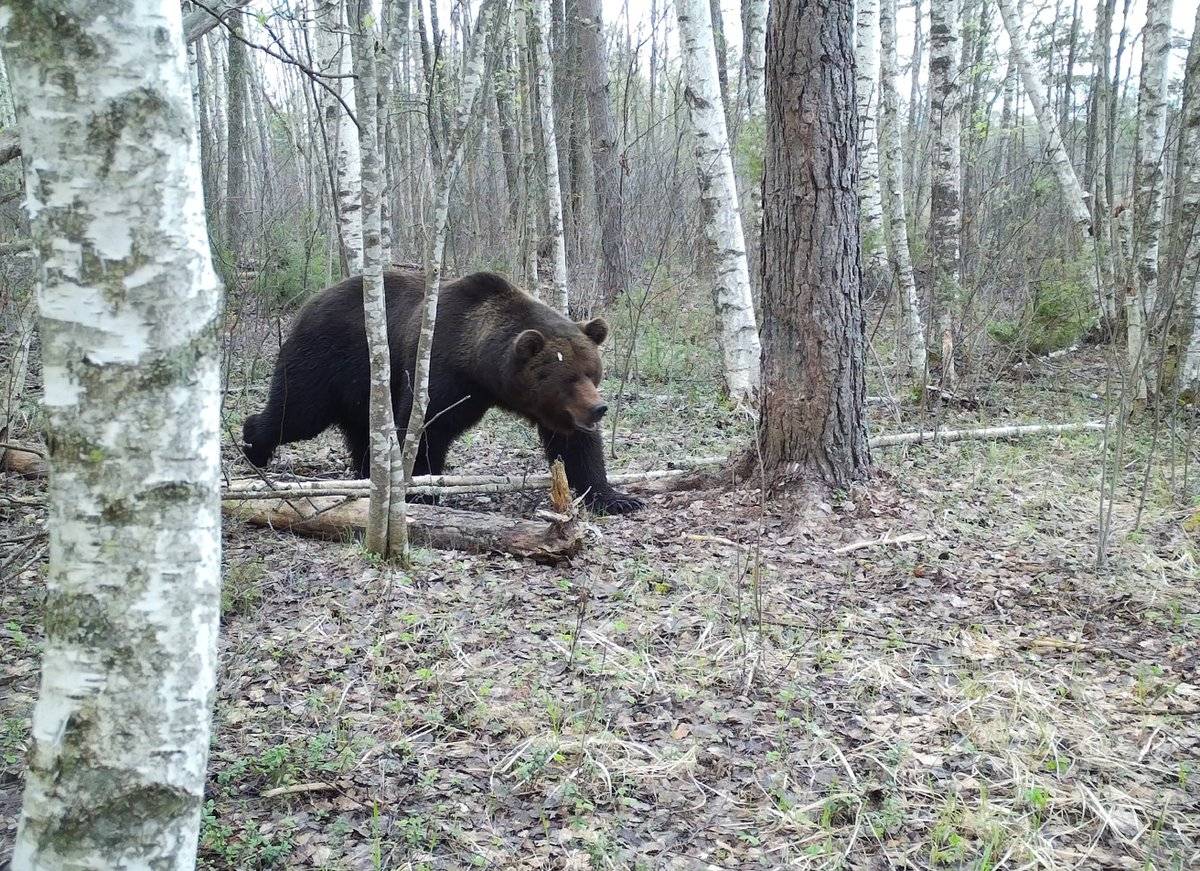 На территории заповедника более 20 фотоловушек, и в одну из них угодил бурый медведь.