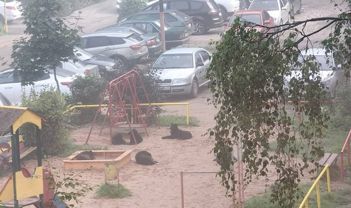 Стая бродячих собак обосновалась в одном из дворов на улице Кочетова.