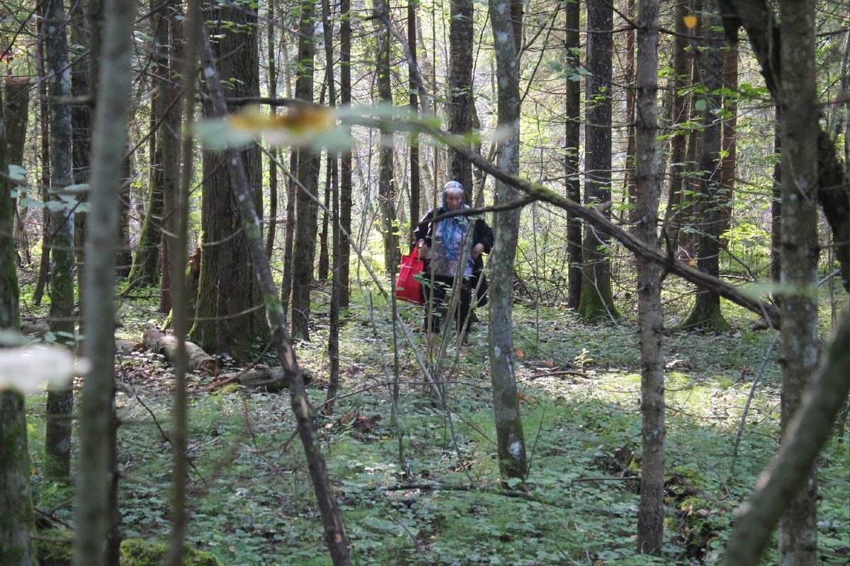 Перед выходом в лес следует предупредить родных или знакомых о том, куда именно вы решили отправиться.