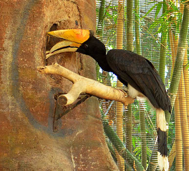 Малайский гомрай кормит самку в зоопарке Финикса (США)
