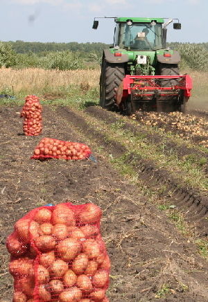 В этом году будет собрано 250 тысяч тонн картофеля — в четыре раза больше, чем потребляет население области