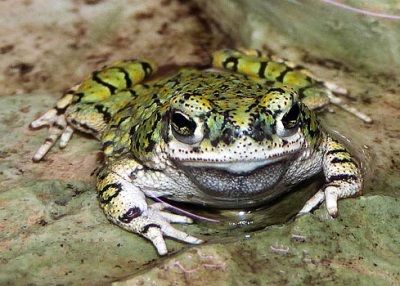 Сверчковая жаба — одна из самых мелких жаб мировой фауны