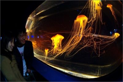 Любоваться на редких медуз — эстетическое удовольствие