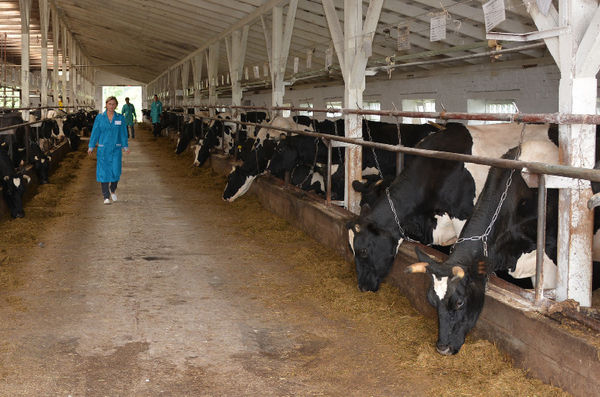 На селе появляются современные молочные фермы
