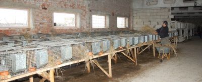 Кролиководческая ферма расширяется,налаживается рынок сбыта продукции