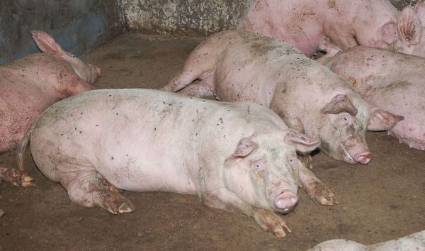 В личных подсобных хозяйствах, попавших в зону заражения, содержалось 20 свиней
