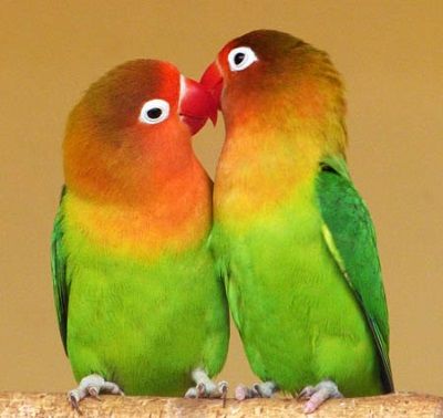 За страсть к нежным «поцелуям» англичане назвали неразлучников влюблёнными птицами