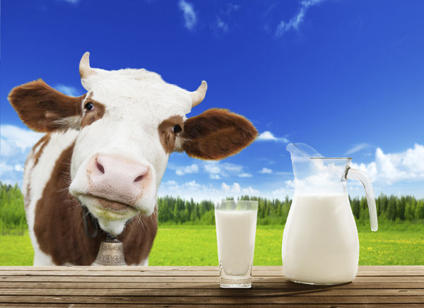 По данным Института конъюнктуры аграрного рынка, в 2016 году производство сырого молока во всех категориях хозяйств в России составило 30,7 млн. т (примерно 209 кг на душу населения); в Новгородской области — 79,4 тыс. т и 129 кг соответственно