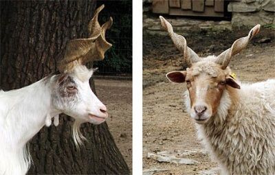 Гиргентанской козе (слева) с Сицилии приписывают происхождение  от винторогого козла. Но кто же тогда был предком  венгерской овцы рацки (справа)? Ведь винтогорих баранов  в дикой природе не существует...