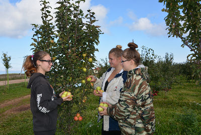 Учащиеся Старорусского агротехнического колледжа закрепляют знания на практике в саду