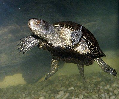 Болотная черепаха — отличный пловец и ныряльщик