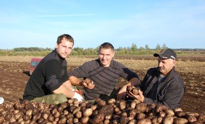 Картофелеводство - одно из главных направлений в растениеводстве области