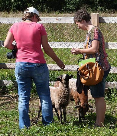 Экзотические камерунские овцы приветливо встречают посетителей