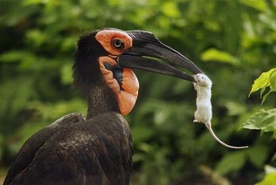 Рогатый ворон — охотник, отдаёт предпочтение животной пище
