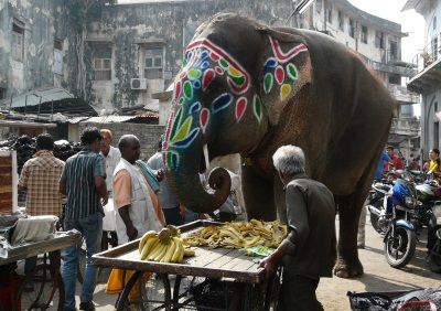 Священный слон на торговой улице