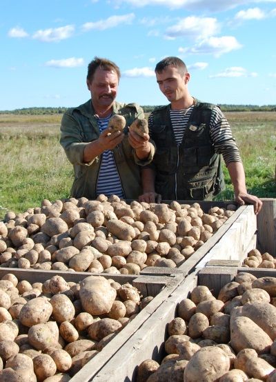 Шимский фермер Владимир КОНДРАНИН с сыном Алексеем  вырастили в этом году отменный урожай