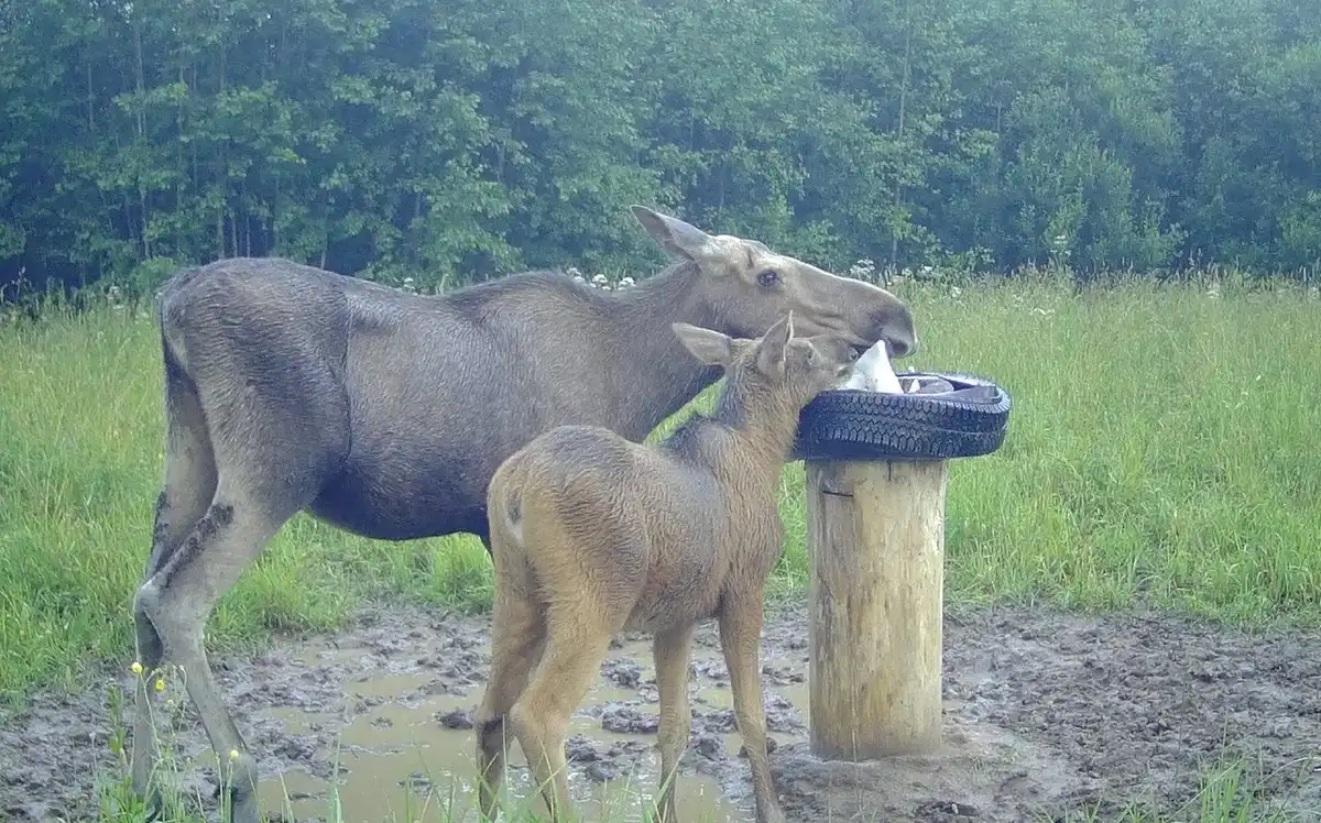 14-20.04.2025 Лента новостей