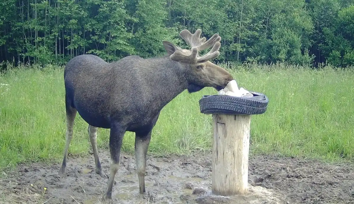 14-20.04.2025 Лента новостей