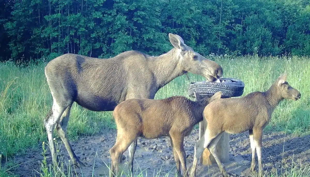 14-20.04.2025 Лента новостей