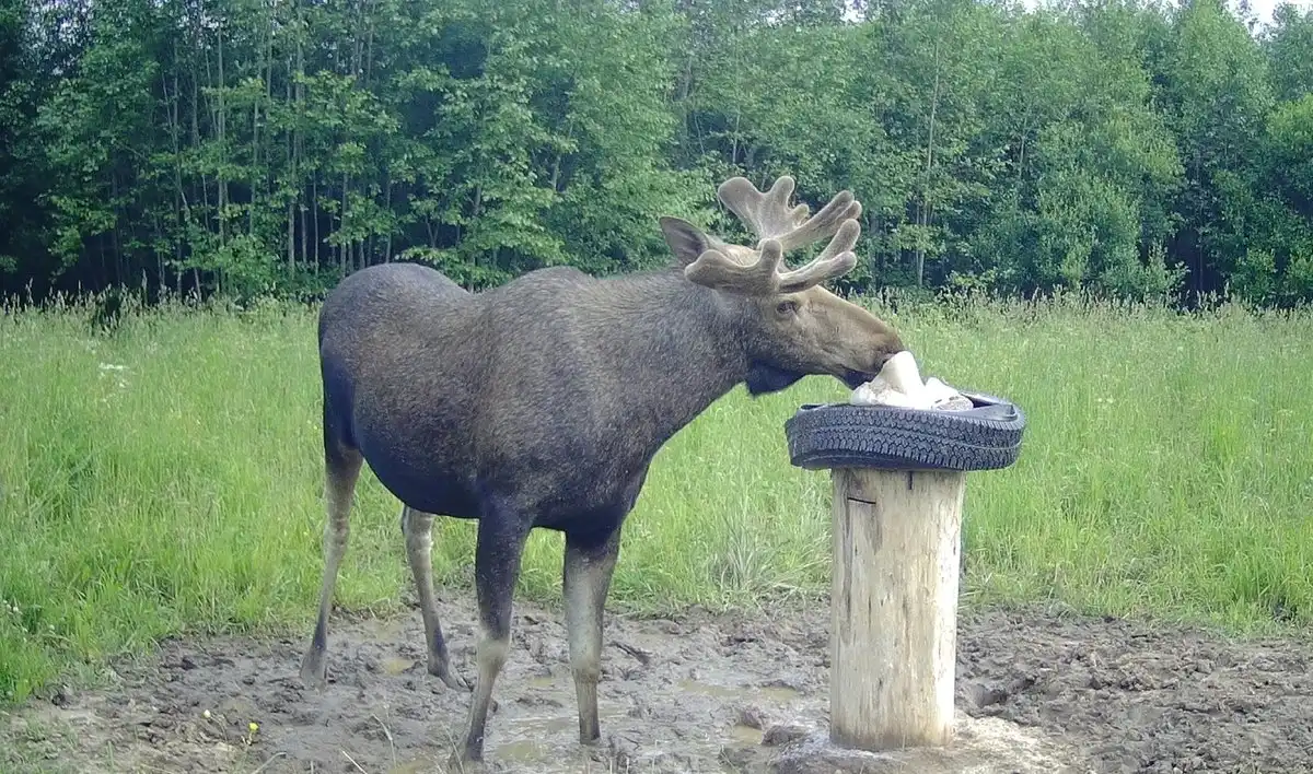 4-10.08.2025 Лента новостей